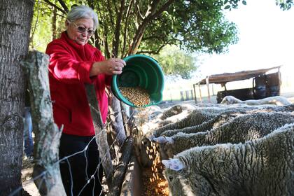 María Ester Ancay le da de comer a las ovejas que hay en la comuniad