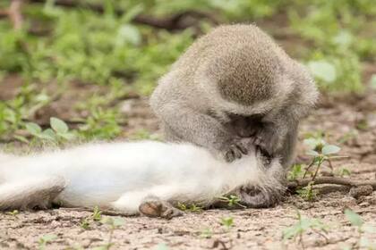 "Pensándolo bien, creo que la actuación fue una llamada de atención por parte de la hembra", señaló el fotógrafo