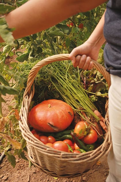 "Si en el calendario dice que es un día fruto, significa que es un día apto para cosechar, ya que la planta está concentrando toda su energía y nutrientes en el fruto", señala Pablo Asef