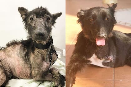 "Tener la experiencia de ver cómo llega el animal y vivir su recuperación en primera mano, te cambia la vida", asegura Bianca. En la foto, la transformación de Ike, rescatado en junio de este año.