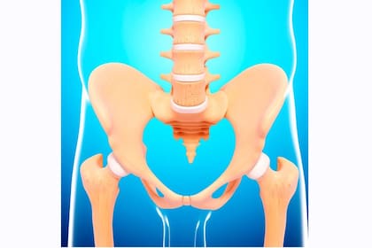 El coxis, la última pieza ósea de la columna vertebral, es uno de nuestros vestigios evolutivos