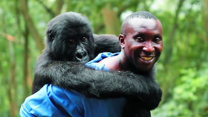 André Bauma es un ex niño soldado que cuida de estos animales desde que, en 2007, encontró un pequeño bebe gorila abrazado a su mamá muerta
