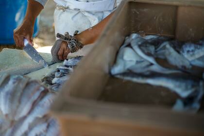 Andrea tiene un guante hecho con una malla de metal que le protege de los cortes tres dedos de la mano con la que sostiene los pescados para preparlos para la venta en el puerto de José Ignacio