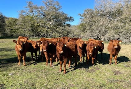 Andrés Costamagna, director y miembro de la Comisión de Sostenibilidad de la SRA. puntualizó algunos aspectos de la solicitud de la CE: en primer lugar la postergación por un año, también la revisión de algunos parámetros y por último informó que, según la metodología de riesgo de la Unión Europea que va a funcionar, la mayoría de los países están con riesgo bajo
