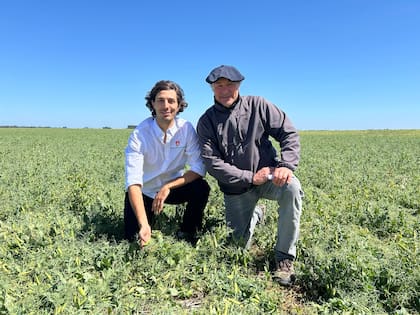 Andrés y Tomás Garciarena comentaron detalles del cultivo de arveja