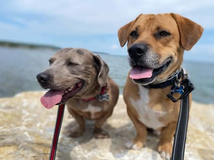 Andy se fue recuperando lentamente gracias al amor de su familia de tránsito.