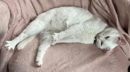 Angel se recuperó por completo.