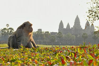 Angkor Wat, Camboya. “Es impactante desayunar viendo el Taj Majal y despedir la tarde en un jeep frente a jirafas en Tanzania", cuenta