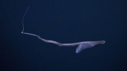 Schmidt Ocean Institute destacó la capacidad de esta especie para ampliar su garganta y estómago al momento de alimentarse