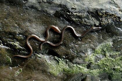 Angulas escalando una pared en Gales