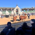 Proyectan un salto de hasta el 50% en las exportaciones de carne Angus certificada