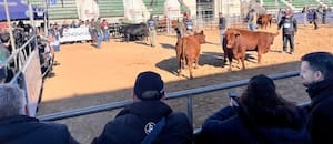 Proyectan un salto de hasta el 50% en las exportaciones de carne Angus certificada