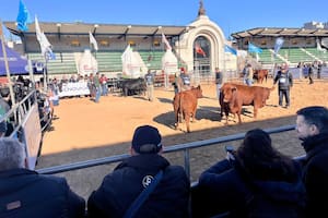 Proyectan un salto de hasta el 50% en las exportaciones de carne Angus certificada