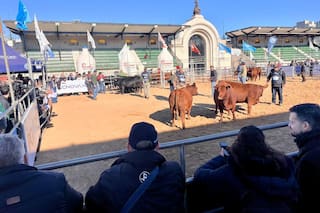 Proyectan un salto de hasta el 50% en las exportaciones de carne Angus certificada