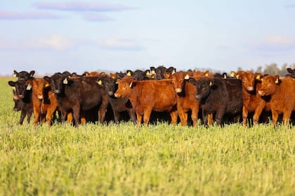 Angus negras y coloradas