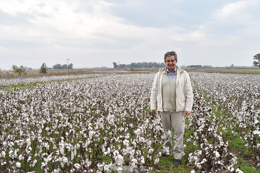 Cultivo de algodón: Desde la siembra hasta la recolección, todo lo que  debes saber