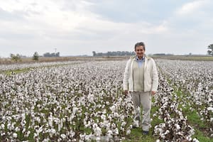Un estudioso de los cultivos “importó” a Buenos Aires la siembra de algodón y es furor