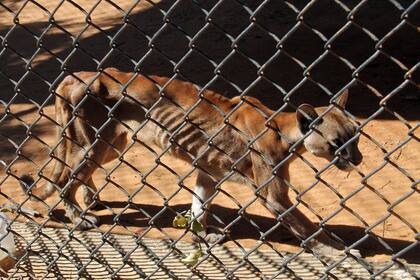 Animal desnutrido en su jaula del zoológico de Venezuela