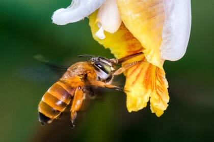 Las abejas brindan servicios esenciales a nuestros ecosistemas y son los principales polinizadores de muchos de nuestros alimentos básicos