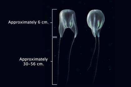 Estas criaturas, denominadas Duobrachium sparksae, se mueven bombeando ocho filas de cilios (apéndices en forma de peine) que refractan la luz y que provocan una exhibición de colores a medida que atraviesan el agua