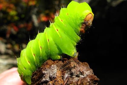 Luego de la eclosión, las larvas pasan por cinco estadios diferentes