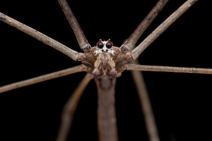 Los científicos sugieren que las arañas pueden escuchar sonidos de baja frecuencia de presas como insectos, así como sonidos de alta frecuencia de sus depredadores, como las aves