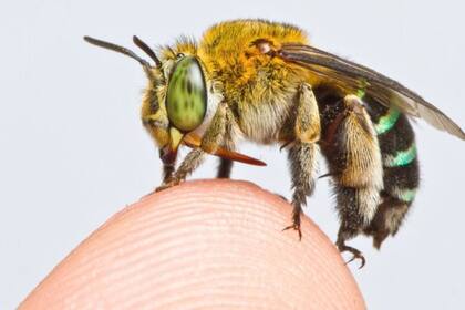 Las abejas enfrentan una enorme presión sobre el número de su población debido a la pérdida de hábitat y el uso de pesticidas