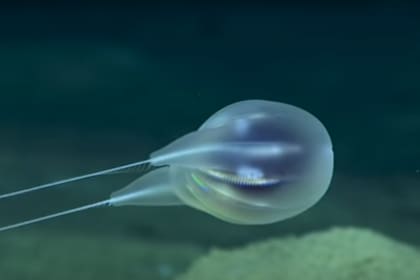 La rara especie encontrada en el lecho marino es un invertebrado que encontró el sumergible no tripulado Deep Discoverer de la NOAA a unos 3900 metros de las costas de Puerto Rico