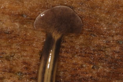 Miden hasta 30 centímetros de largo y tienen una inusual cabeza en forma de media luna