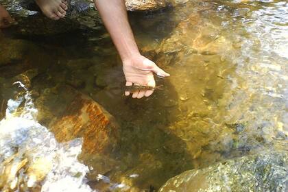 Los investigadores, especializados en el estudio del medio ambiente, grabaron un video que se volvió viral debido a la rareza del descubrimiento