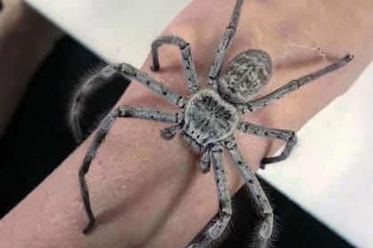 Compartió en redes sociales una imagen del enorme artrópodo en la pared de una habitación de su vivienda