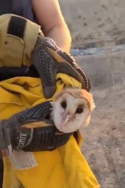 El departamento de bomberos del condado de Orange compartió en redes sociales la secuencia del salvataje del ave que conmovió a los usuarios