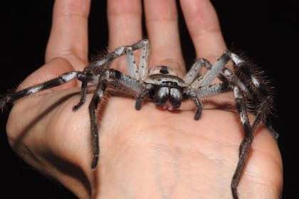 Aunque pueden provocar una dolorosa mordida, no son consideradas peligrosas para los humanos