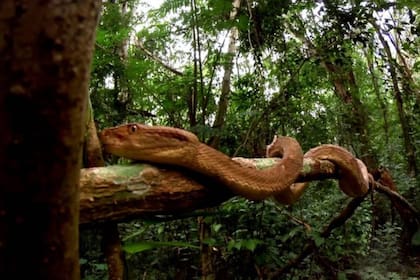 La isla es el hogar de unas 4000 víboras y el único lugar del mundo donde reside la "serpiente de la Isla Quemada", una de las más letales del planeta