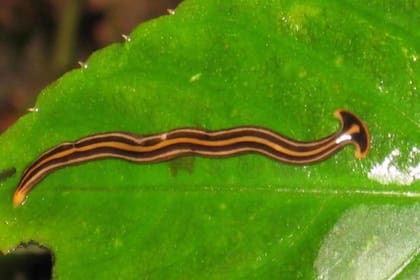 Los investigadores identificaron al ejemplar invasor como una especie de planaria de origen asiático