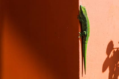 Animales como lo geckos trepan paredes desafiando la gravedad pues no sólo se pueden pegarse a las cosas, sino también despegarse.