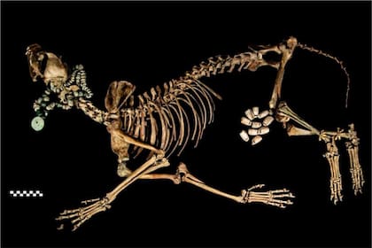Animales de diverso tipo han sido encontrados en las ofrendas funerarias del Templo Mayor.