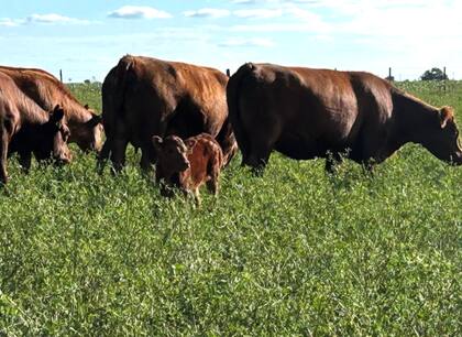 Animales de la cabaña en el campo