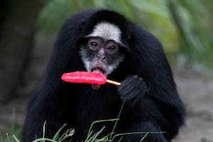 Animales del zoológico de Río de Janeiro disfrutan helados en el calor abrasador del verano