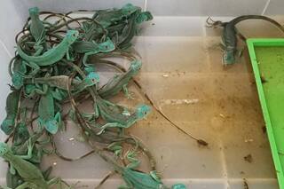 Detuvieron a dos mujeres en el aeropuerto de Bangkok por traficar más de 100 animales