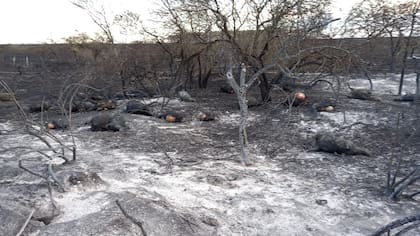 Animales muertos en el campo de Aguerre por los incendios del año pasado