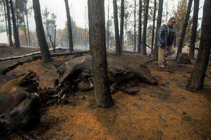 Animales muertos, otro de las consecuencias de los incendios 