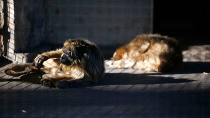 Animales salvajes cautivos en medio de la ciudad, un modelo perimido