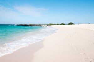 ¿Qué pez produce la arena blanca en playas tropicales?