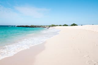 ¿Qué pez produce la arena blanca en playas tropicales?