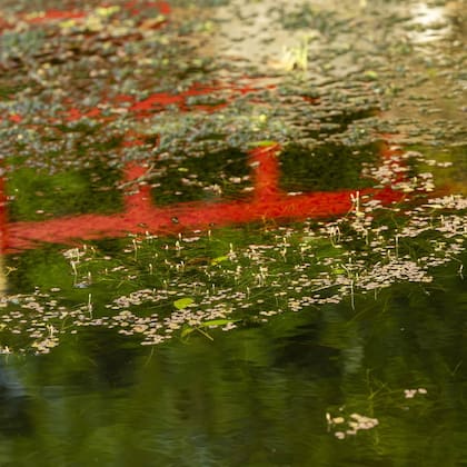 “Animamos a que las personas disfruten el lugar, puedan sentarse en los bancos o en el pasto a leer un libro, si quieren. Lo que caracteriza a éste jardín son los sonidos de la naturaleza. No hay ruidos de vehículos invasivos cerca, esto es un entorno natural"
