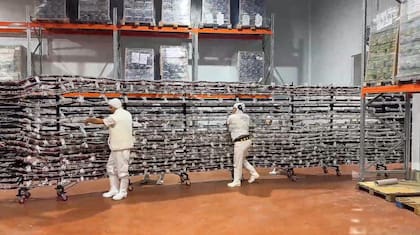 Año tras año, los productores locales mejoraron su técnica, alcanzando nuevas marcas: 20,9 metros en 2015, 41,9 en 2017, 183,4 en 2022, 401,73 en 2024, y finalmente el nuevo récord de 487,22 metros en 2025