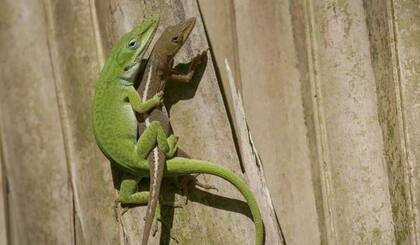 Anolis verdes, también parte del contrabando incautado