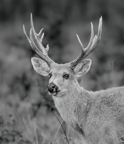 "...añoraba con toda mi alma ser documentalista del National Geographic". (Foto: Diego Berazadi)