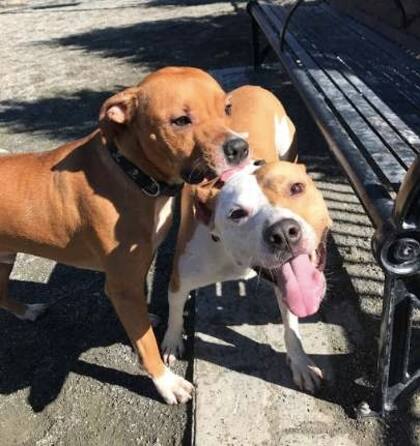 Años después, los dos perros se reencontraron en un parque y no pudieron dejar de jugar y sonreír durante todo el encuentro.